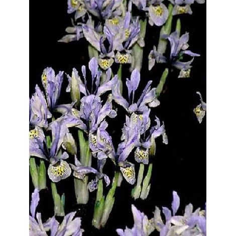 Iris reticulé 'Katherine Hodgkin' Bulbe calibre 6+ (par 15) (1/2)