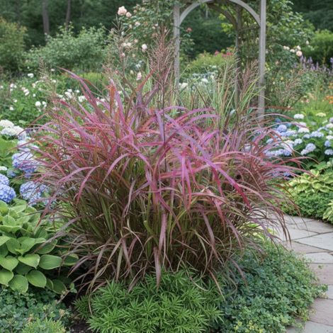Miscanthus, Roseau de Chine Ghana/Lot de 3 godets