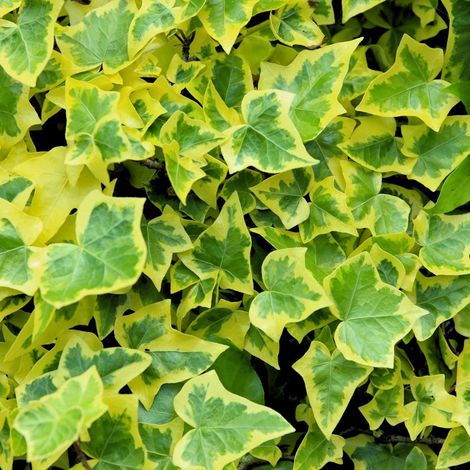 Hedera helix 'Goldchild' – Edera ornamentale sempreverde variegata