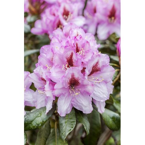 Rhododendron-Hybride 'Diadem' Rhododendron Hybr.'Diadem' C 7,5 40- 50 (1/5)