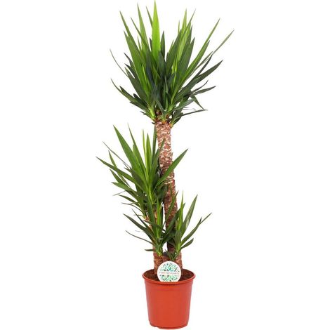 Yucca Elephantipes Palmier d’Intérieur Feuillage Élancé Pot 24 cm H 125 cm - PANGIVO (1/4)