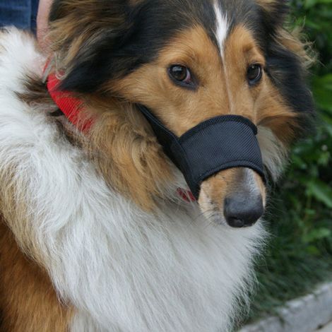 Museau Pour Chien - En Nylon Maille Respirant - Réglable À La Mâchoire - Pour Chiots Et Petits Chiens - 1 Pièce (1/5)