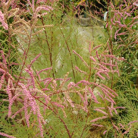 Tamaris d'été 'Pink Cascade' - 60-80 cm pot (1/4)