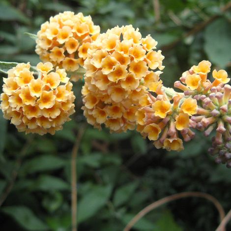 Arbre aux papillons 'Sungold' - 40-60 cm pot