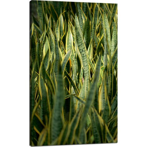 Lienzo impreso Botánica Hierba verde 60x100 cm