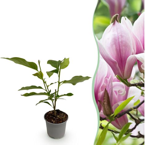 Magnolia George Henry Kern Arbuste à Fleurs Roses Parfumées Plante de Jardin et Balcon Pot 12cm 30cm - PANGIVO (1/5)