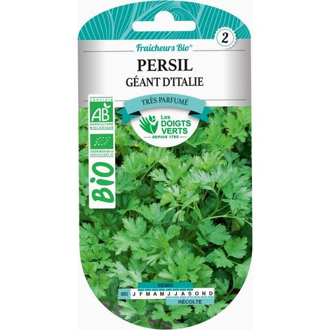 Graines persil géant d'Italie BIO Les Doigts Verts