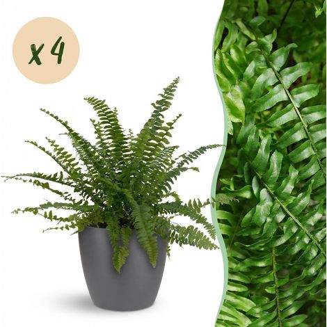 Lot de 4 Fougères Nephrolepsis Green Lady Plantes d'Intérieur avec Pots Gris 12 cm H25 cm - PANGIVO (1/5)