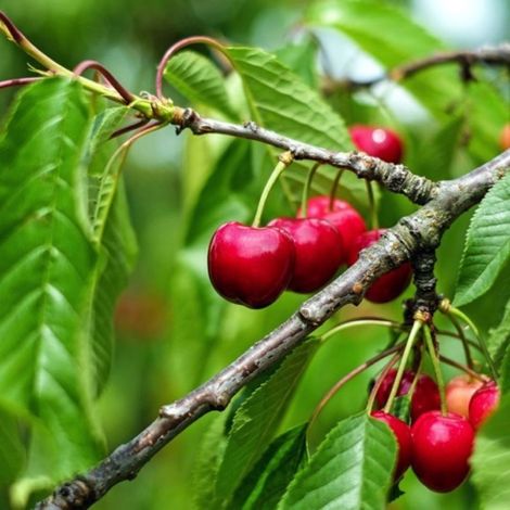 Cerisier bigarreau 'Tardif de Vignola' (Prunus avium 'Tardif de Vignola') (1/3)