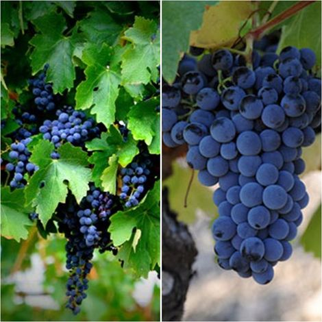 Planta de Vid Variedad Garnacha Tinta.