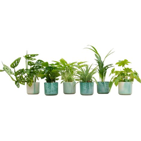Box surprise lot de 6 plantes d'intérieur avec pots ronds vert pacifique Ø 14 cm