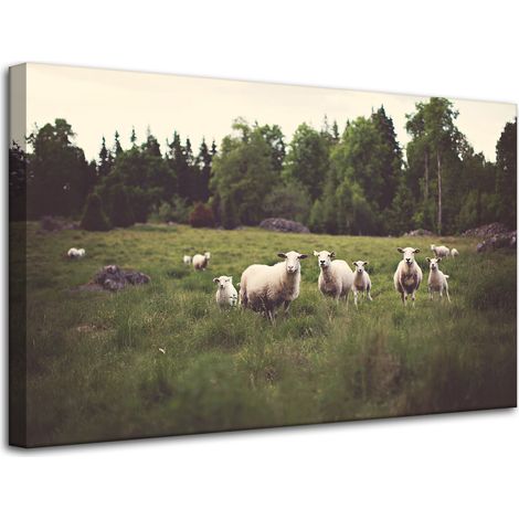 Leinwanddruck Natur Schafe auf der Weide 80x50 cm