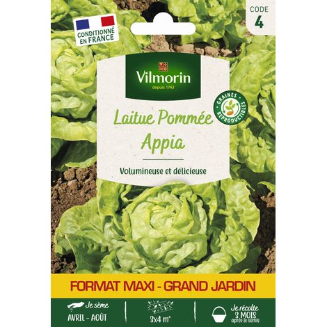 Laitue Pommée Appia - Grand Modèle Vilmorin (1/2)