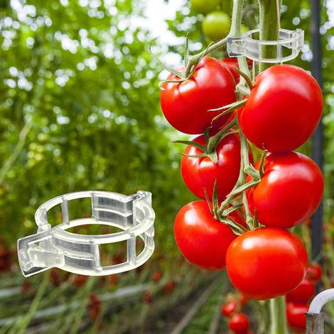 300 tuteurs pour plantes de jardin, clips de treillis en plastique pour tomates, vignes et légumes, favorisent une croissance verticale et saine. (1/5)
