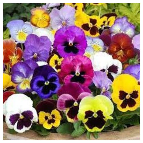 Pensée 500 pcs – Fleurs Bicolores – Jardin Extérieur