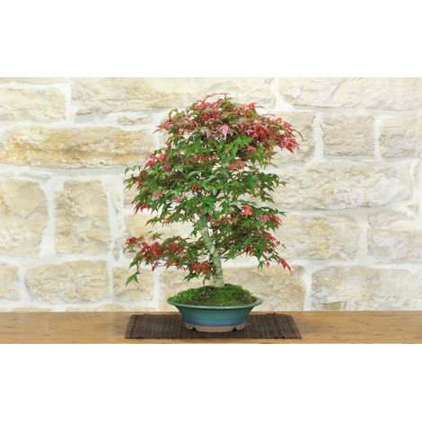 Bonsai di Acero Palmato Deshojo (87) (1/5)