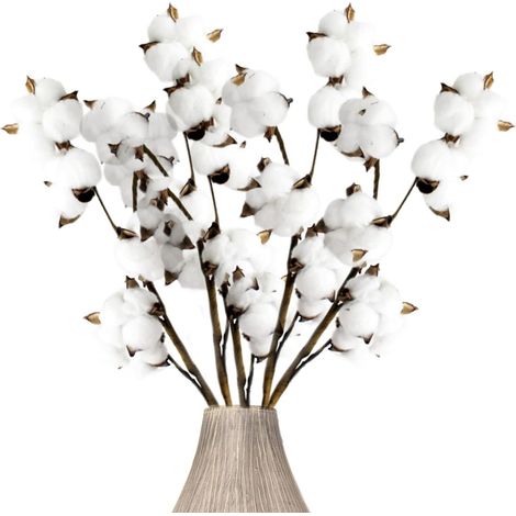 Fleurs sechees Naturelles Fleur de Coton Branche Coton 30 pcs (Bouquet Coton Decoration Vase Maison Salon Mariage Boheme) (1/5)