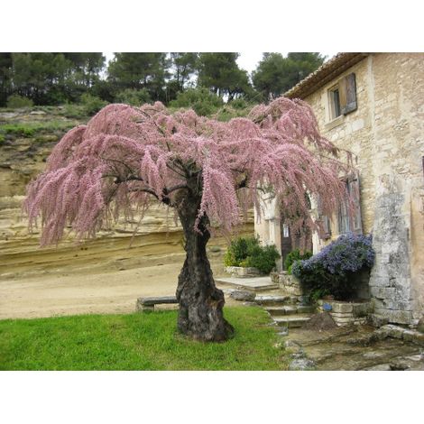 Tamarice comune "Tamarix gallica" tamarisco cipressina pianta h 60/80 cm