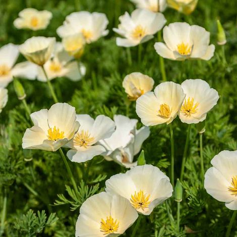 Eschscholtzia Blanc Vilmorin