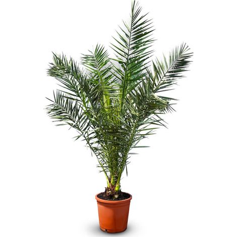 Palmier - Phoenix Canariensis - 140-160 centimètres - Palmier