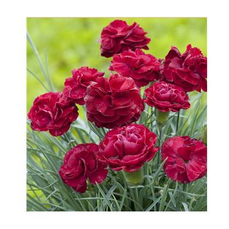 OEILLET DESMOND PLANTE VIVACE - 3 GODETS