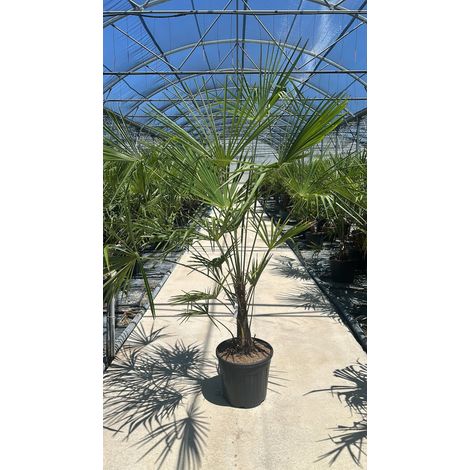 TRACHYCARPUS FORTUNEI VASO 40 H.TR 20/30