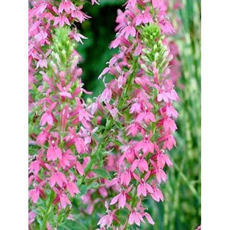 Lobélie 'Monet Moment' Godet de 8/9 cm (1/4)
