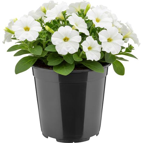 Garronda Pot de Fleur Rond Haut Plastique Ø20 x 19 cm (4L) - Godet Semis Pot Culture Profond Drainage Résistant Intempéries pour Plantes Pépinière Jardin Serre Intérieur Extérieur GD-0203