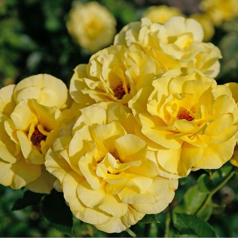 2 x Rosa - Rosier grimpante - Rosa 'Climbing Friesia'