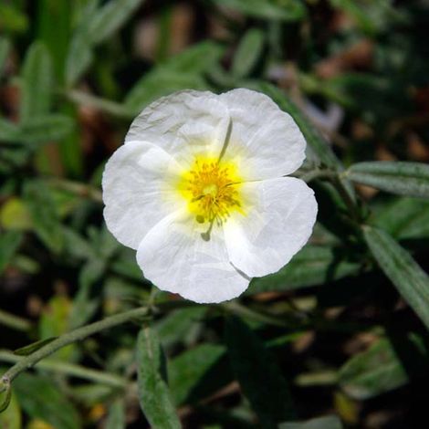 4 x Hélianthème - Helianthemum 'The Bride' - godet 9x9 cm (1/4)