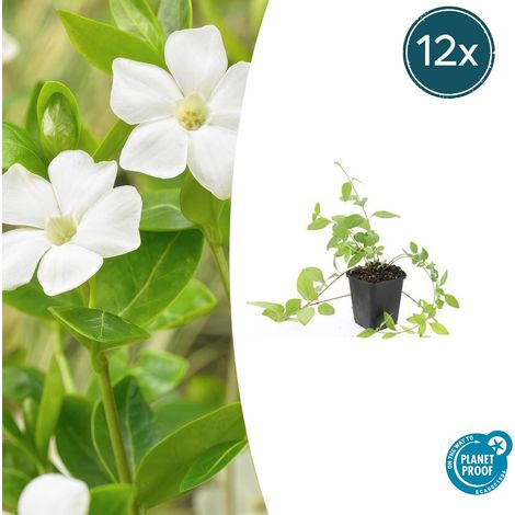 Lot de 12 Vinca major 'Alba' Grande Pervenche Blanche Couvre-sol Persistant 10-25 cm Pot Ø9 cm - PANGIVO (1/5)