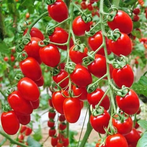 Tomate Cerise Rouge – Fruits sucrés – 100 graines – Jardin (1/4)