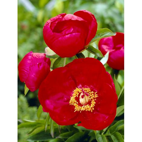 Pivoine de Chine 'Blaze' Pot de 3L/4L