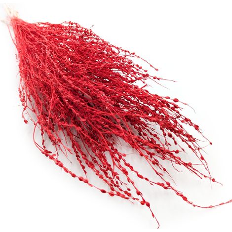 Lepidium (Lepidium sativum) - Rot (1/5)