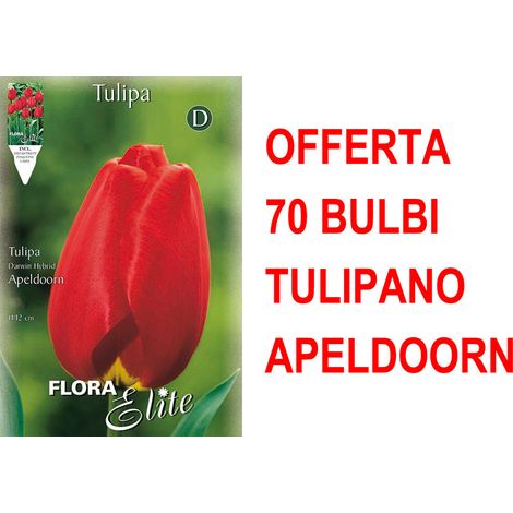 OFFERTA 70 BULBI TULIPANO DARWIN HYBRID APELDOORN BULBS
