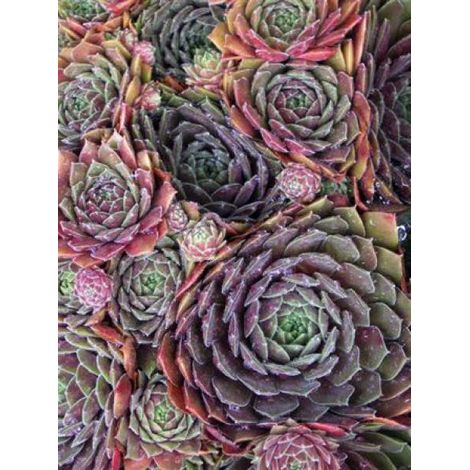 Joubarbe 'Othello' Godet de 8/9 cm (1/3)