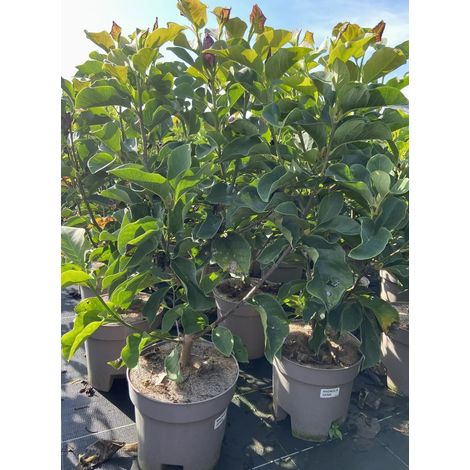 Gardenaria Magnolia 'X Genie' - Arbusto ornamentale da giardino - Altezza: 50/70 cm (vaso19) (1/4)