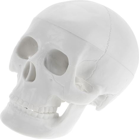 Crâne humain Cabilock, mini-crâne décoratif pour Halloween