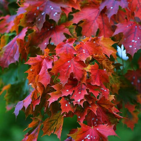 Érable rouge Fairview Flame, Acer rubrum/Pot de 15L - Baliveau (1/3)