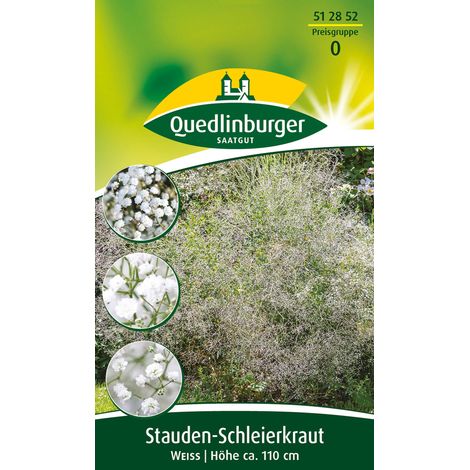 Quedlinburger Saatgut – Gypsophile vivace blanc – Graines de fleurs, hauteur env. 110 cm, environ 80 plants (1/2)