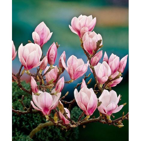 Magnolia giapponese "Magnolia soulangeana" pianta in vaso Ă¸13 cm h 50/80 cm