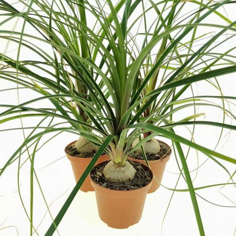 Nolina en pot 10 cm TC, plante ornementale résistante et facile d’entretien