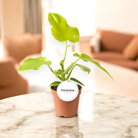 Gardenaria Philodendron 'Golden violin' - Pianta da interno ornamentale - Altezza: 40 cm (vaso 12) (1/5)