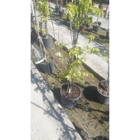 Bignonia Capensis Radicans V21