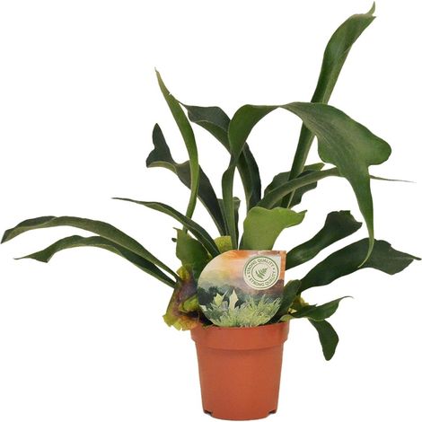 Platycerium Bifurcatum - Fougère Corne de Cerf - Plante d'Intérieur Décorative - Ø12 cm H35 cm - PANGIVO (1/5)