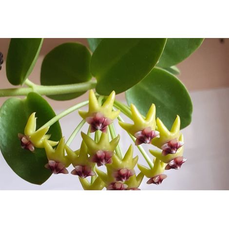 Hoya Cumingiana vaso 14cm foto reali pianta grassa fiore di cera (1/3)