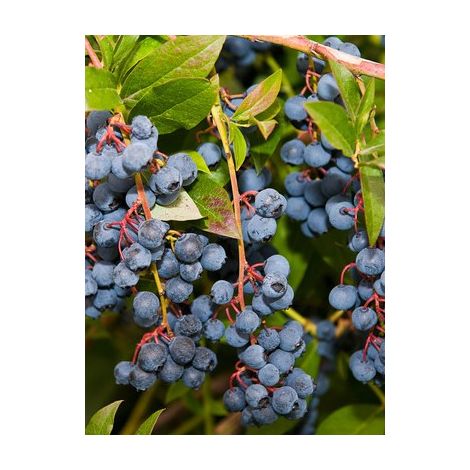 Myrtille d'Amérique 'Rubel' Pot de 1L/1,5L (1/3)