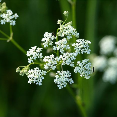 4 x Achillée millefeuille 'White Beauty' - godet 9x9 cm