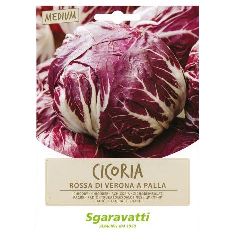 SEMI PER ORTAGGI E VEGETALI cicoria rossa di verona a palla