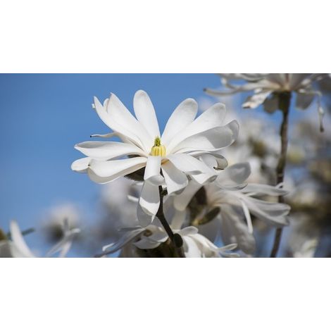 Magnolia Stellata pot blanc 18cm photo réelle plante fleurie d'extérieur (1/2)